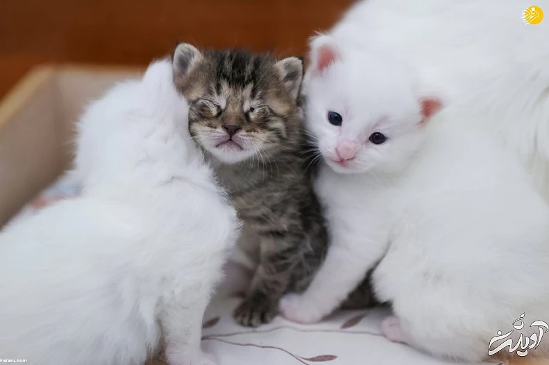 (تصاویر) ویژگیهای منحصربه فرد گربه وان